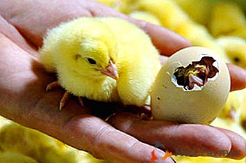 Jaká je inkubační doba pro kuřecí vejce?