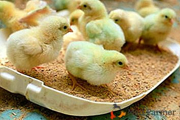 Ako si vybrať krmivo pre kurčatá: pripravené "Sun", "Start", "Growth" alebo urobené doma vlastnými rukami?