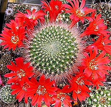 Cactus Reboot: descripción y fotos de las especies más bellas