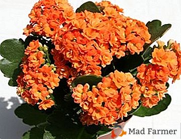 Kalanchoe of Blossfeld - un cadeau lumineux pour les vacances