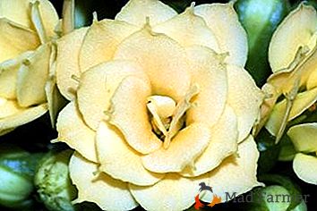 Kalanchoe Kalandiva - cvijetni buket na prozoru