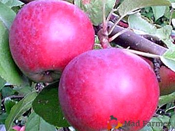 Variedad canadiense de manzanas con grandes ventajas - Spartan