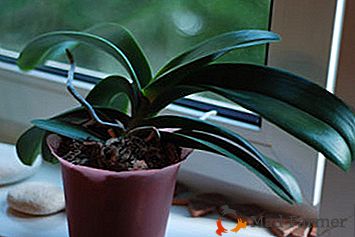 Capriciile epifitelor: cum să faci o orhidee să elibereze mai multe tulpini, dacă e încăpățânată și nu dă nici măcar una?