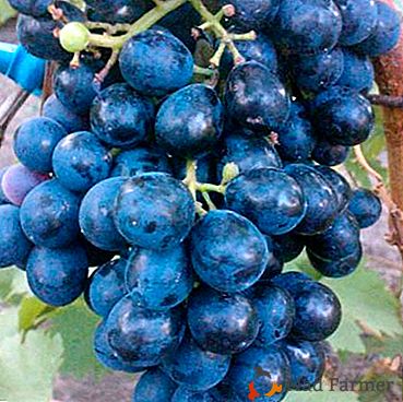 Moody, pero uvas fragantes "Black Emerald"