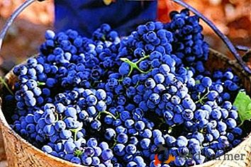 Un tipo caprichoso de uvas para vinos espumosos de cosecha es Sira
