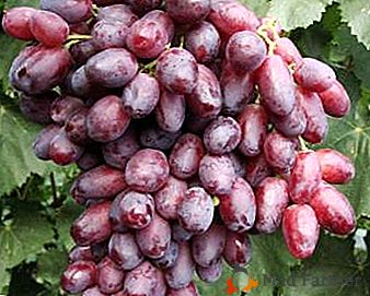 Moody grozdje z edinstvenim okusom - Risamat
