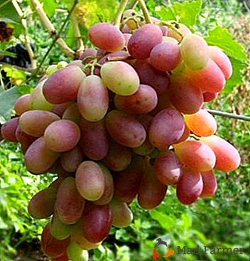 Un'uva capricciosa con un nome cerimoniale: Shahin dell'Iran