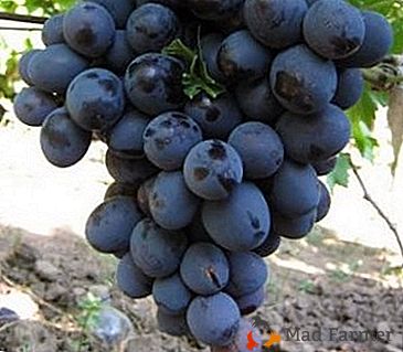 Кардинал серед винограду - солодкий і соковитий сорт Рішельє