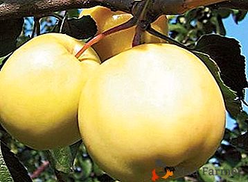 Le mele agrodolci della varietà Yantar sono di alta qualità