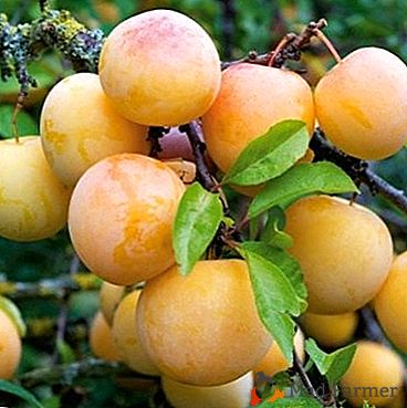 Le type de prune chinoise "Yellow Hopty" ​​est recommandé pour la culture dans un climat rigoureux