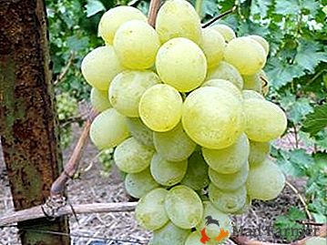 Um armazém de vitaminas - a variedade de uva "Anthony the Great"