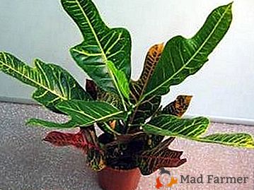 Codieum excelent (Croton) - ou lindo: as características e características do cuidado em casa