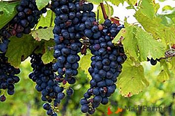 Kedy zbierať hrozno Isabella a či je tento stupeň vína vhodný na výrobu?