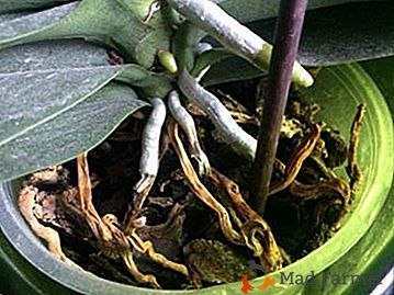 Когато всички методи са добри: възможно ли е да отрежете корените при пресаждането на орхидея и как да го направите правилно?