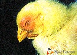 Колігрануломатоз вражає всі внутрішні органи у птахів