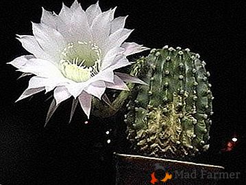 "Pickly Lily" - така нареченият кактус Echinopsis