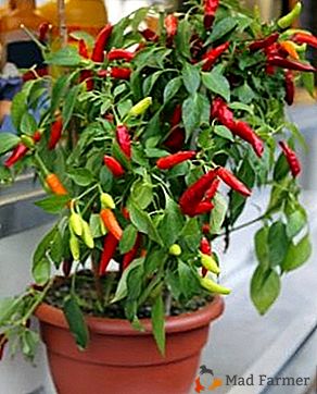 Unutarnja chili: uzgoj ukrasnog bilja kod kuće