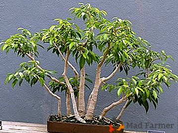 Planta de casa para o bem-estar da família - Ficus "Small-leaved"