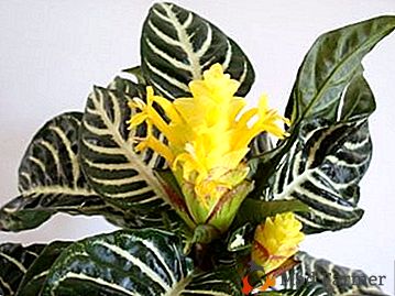 Кімнатна рослина з Данії: Афеландра відстовбурчені або Скуарроса