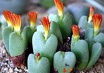 Konofitum - descrição de uma planta incrível com fotos, tipos populares e recomendações para cuidados