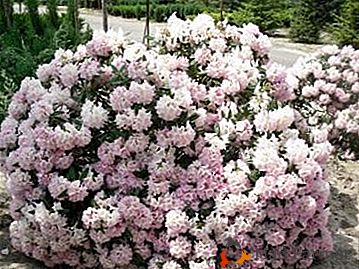 Královna květinové koule: azalea katevbinskaya