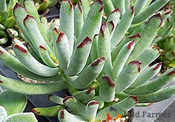 Cotilédone - planta exótica despretensiosa: espécies de flores com uma foto