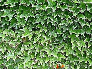 "Carpet Wall" - uva decorativa riccia "Vichy"