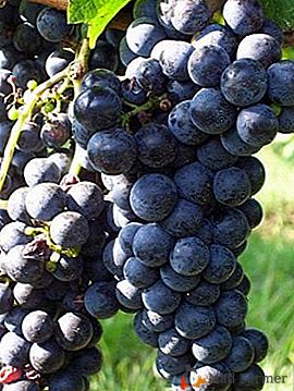 Красива от Бордо - сортове грозде Мерло
