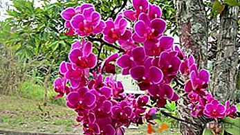 Lepota orhideja v naravi - življenje falaenopsije v divjih pogojih in razlike med domačo rožo