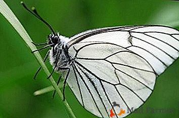 Bella, ma molto pericolosa farfalla - biancospino