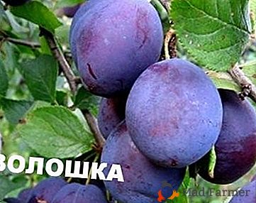 Ameixa tardia bonita com grandes frutas - variedade "Voloshka"