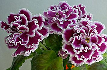 Violetas bonitas de Tatyana Pugacheva: Natalie, Elenika, Jacqueline e outros
