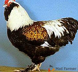 Лепе и добре природе птице - Фавелол пилиће