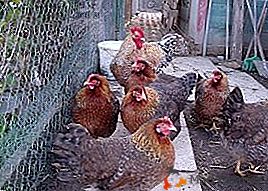 Красивите и миролюбиви пилета Bielefelder