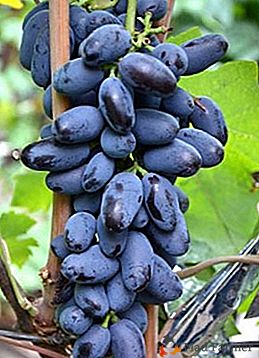 Clusters bonitas e elegantes - um cartão de visita de uvas "Baikonur"