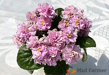 Violetas bonitas e suaves de Boris Mikhailovich e Tatyana Makuni: magia da floresta, Coquette, Júpiter e Sua Majestade