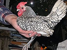 Hermosas y productivas gallinas de raza decorativa Bentham