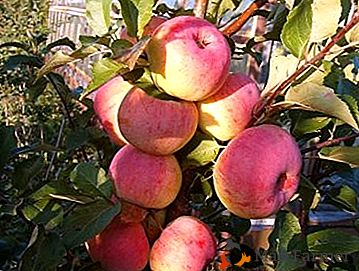 Des pommes belles et délicieuses vous donneront une variété de pionniers Orel