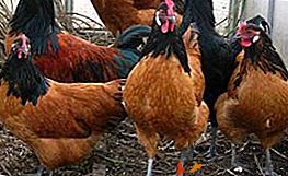 Lindas galinhas com qualidades notáveis ​​- Forverk