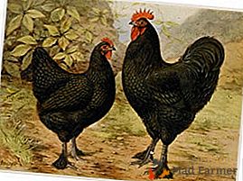 Belles poulets de viande avec une endurance accrue - Langshan