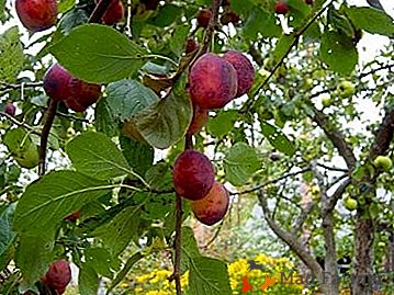 Fructe frumoase și calități excelente de gust arată o varietate de prune "Etude"