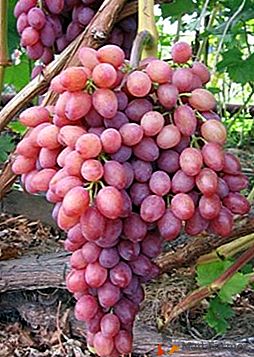 Uma bela variedade com sabor doce de cereja e moscatel: uvas "Ruta"