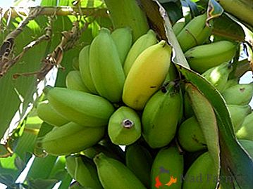 Krásna škála zelených banánov s mini-ovocím z horúcich krajín: prospech a ublíženie