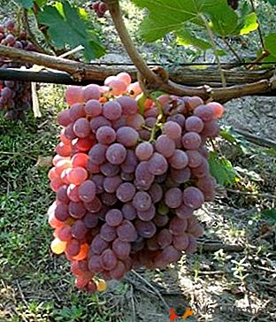 Uvas bonitas com uma longa vida de prateleira - "Taifi"