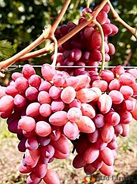 Hermosas uvas con bayas a granel - grado Sofía
