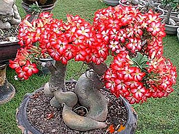 Un huésped bellamente floreciente de África Adenium Fat (Osesum): descripción con fotos y recomendaciones de cuidado