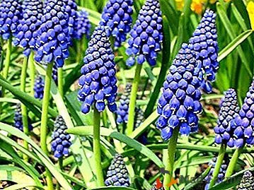Krasivotsvetuschy "Mouse hyacinth": opis in skrb