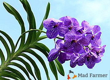 Lijepa epifitna biljka roda orhideja s imenom Wanda - opis i fotografija cvijeta, tajne skrbi
