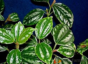 Красиво домашно растение Pellionium: снимки и домашни съвети за грижа