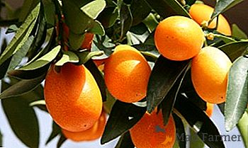 Uma planta bonita da China - Citrus Fortunella (kinkan, kumquat)